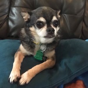 Meet your Posher, Priscilla